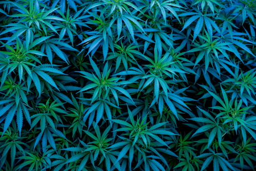Benefici e curiosità sulla cannabis legale